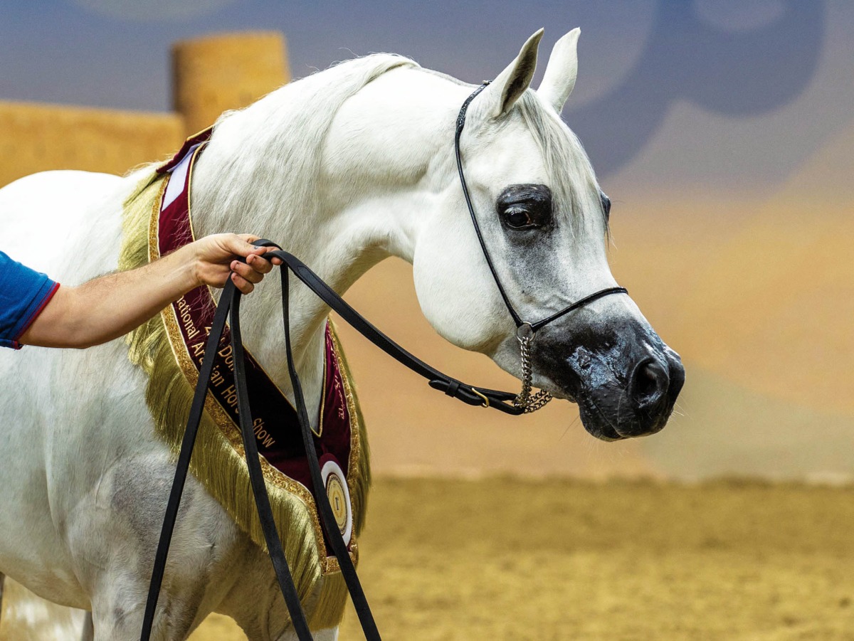 Horses from six countries will feature in the event.