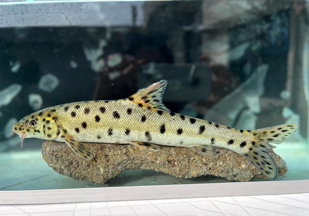 This handout photograph taken and released on January 18, 2024 by Turkish news agency DHA (Demiroren News Agency) shows a leopard barbel fish inside an aquarium after it has been spotted in Tigris river, in Sirnak. (Photo by Demiroren News Agency via AFP) 