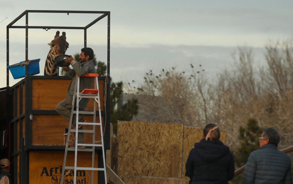 Benito the giraffe is fed before his transfer from Ciudad Juarez Central Park to African Safari Zoo in Puebla State, central Mexico, on January 21, 2024. (Photo by Herika Martinez / AFP)