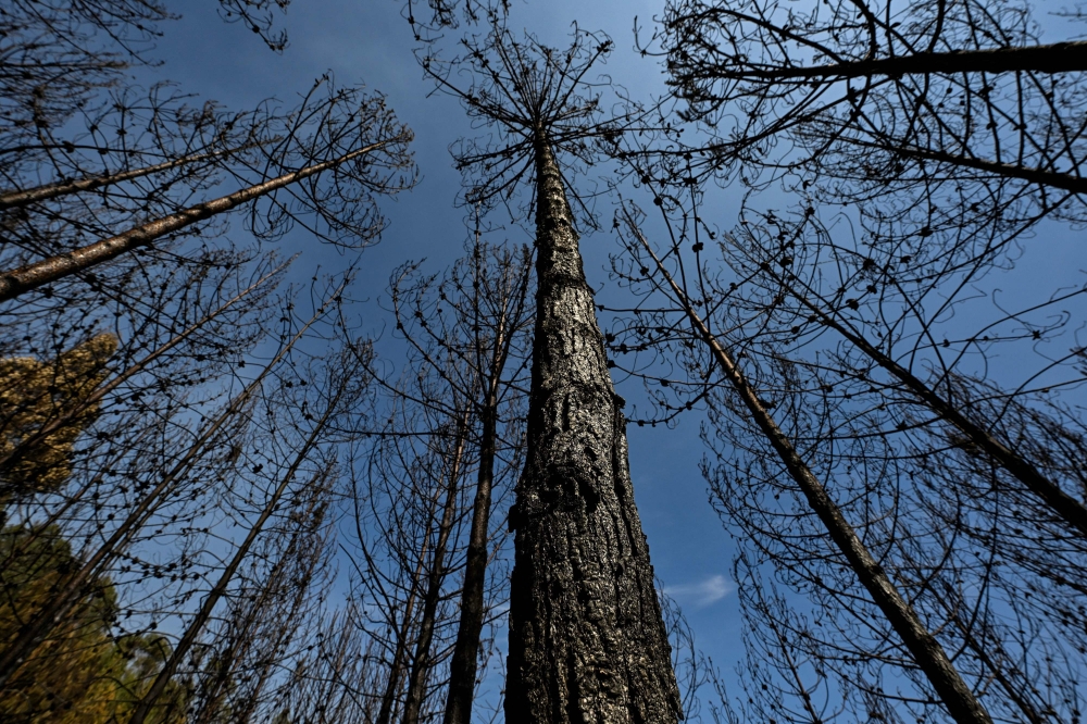 View of the aftermath of a forest fire in Nemocon, Colombia on January 26, 2024. Photo by Luis ACOSTA / AFP