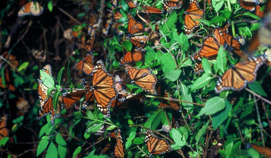 Image Credit: Monarch Butterfly Biosphere Reserve (Mexico) Carlos Gottfried via UNESCO