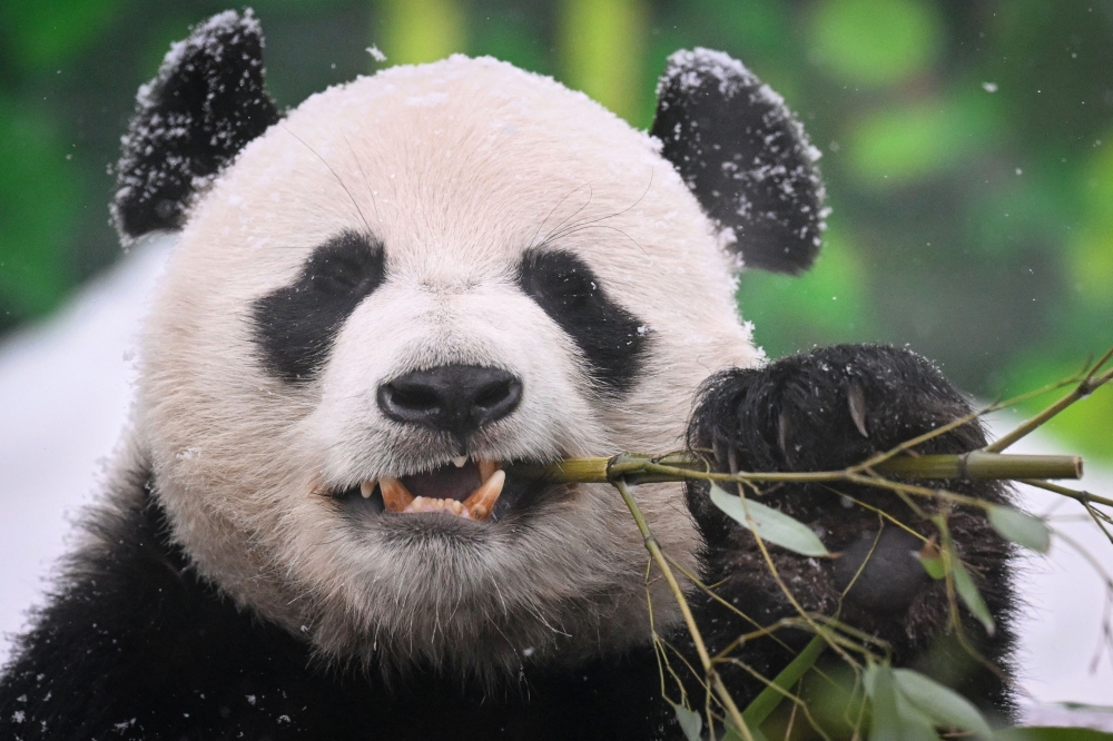 A Chinese giant panda male Ru Yi eats bamboo leaves at its enclosure at the Moscow Zoo in Moscow on February 13, 2024, as the zoo celebrates its 160th anniversary. (Photo by NATALIA KOLESNIKOVA / AFP)