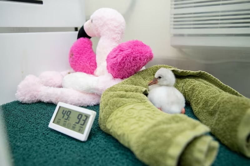 A newly hatched flaminglet enjoys its warm enclosure at Seattle's Woodland Park Zoo. It was transported from Atlanta to Seattle as an egg in an incubator that stopped working on a flight. (Jeremy Dwyer-Lindgren/Woodland Park Zoo via Washington Post)