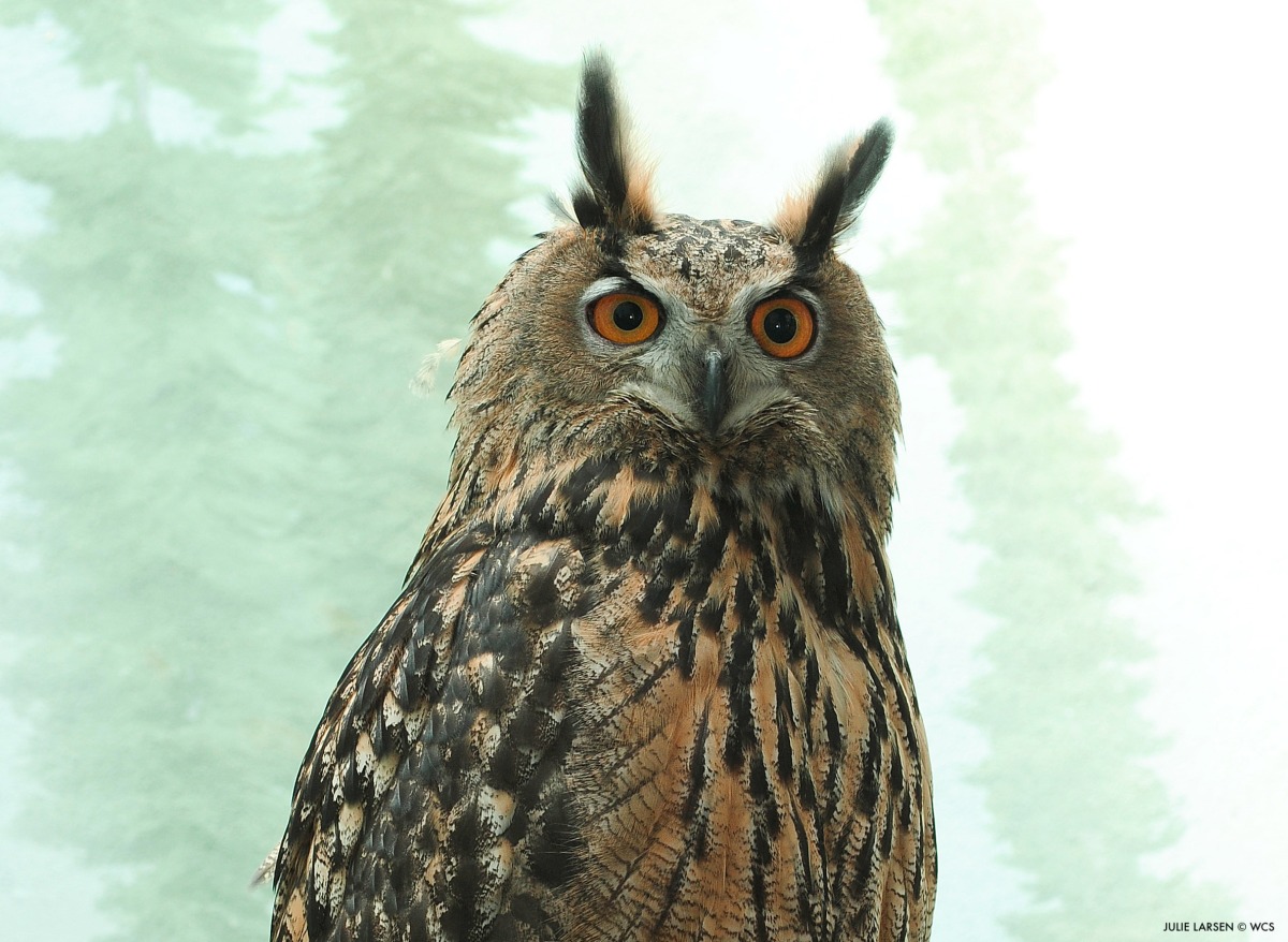 WCS / X (Flaco, the Eurasian Eagle Owl. Photo credit: Julie Larsen ©WCS)