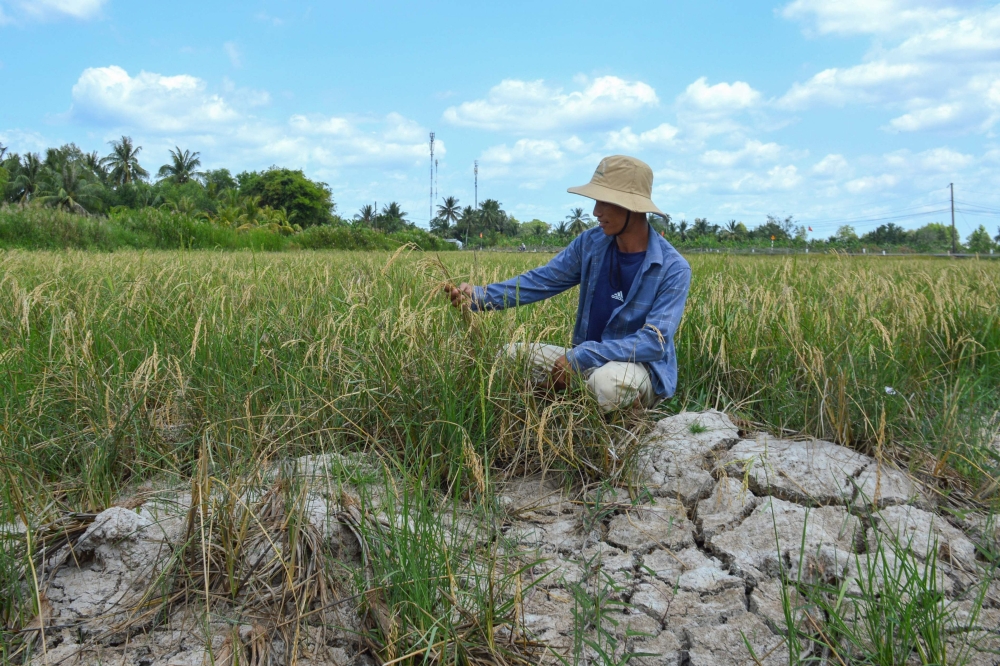 This photo taken on February 23, 2024 shows a farmer looking at his crop in a dry rice field amid a long heatwave in southern Vietnam's Ca Mau province in the Mekong Delta region, known as 