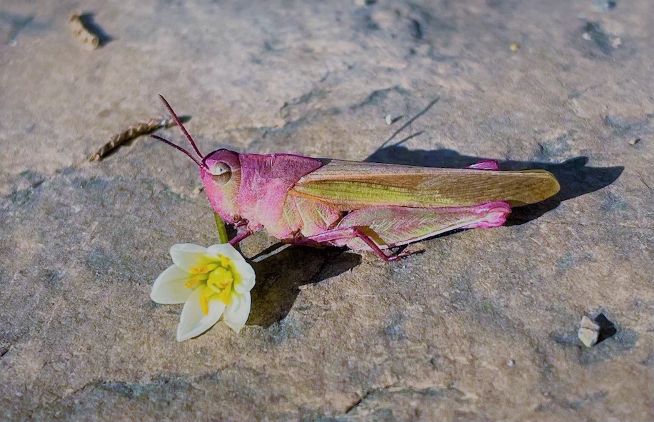 Millie, a pink grasshopper caught by 10-year-old Madeline Landecker in Arkansas on March 14. (Photo credit: Bridget Landecker via Washington Post)