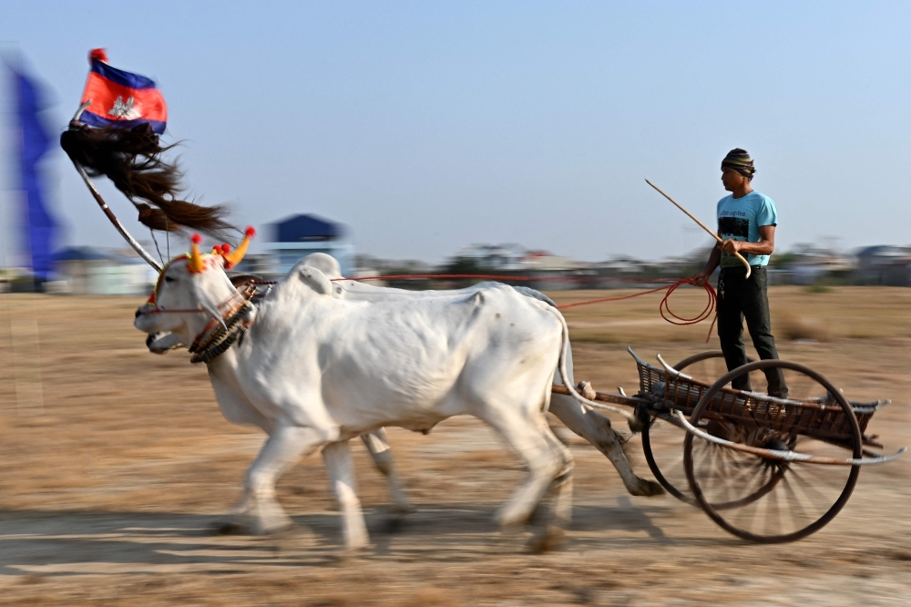 A participant races his ox-cart in Kampong Speu province on April 7, 2024, as part of festivities for this year's Khmer New Year which falls on April 13-16. (Photo by TANG CHHIN SOTHY / AFP)