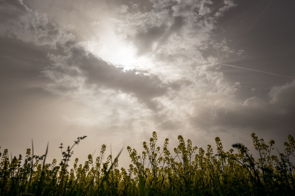 A picture taken on April 8, 2024 shows a rapeseed field under thick sand dust blown in from the Sahara, giving the sky a yellowish appearance near Daillens, western Swizterland. (Photo by Fabrice COFFRINI / AFP)
