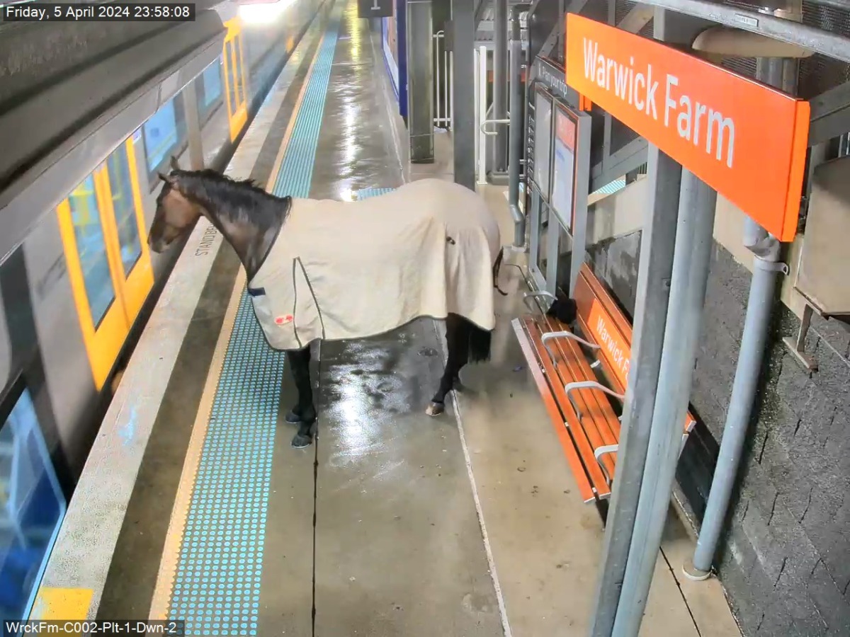 Escaped racehorse ends up at train station platform in Australia (Photos: Transport for NSW Facebook page)
