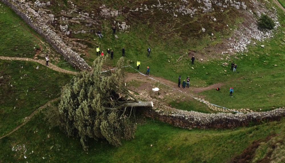 An aerial view shows the felled Sycamore Gap tree, along Hadrian's Wall, near Hexham, northern England on September 28, 2023. Photo by Oli SCARFF / AFP

