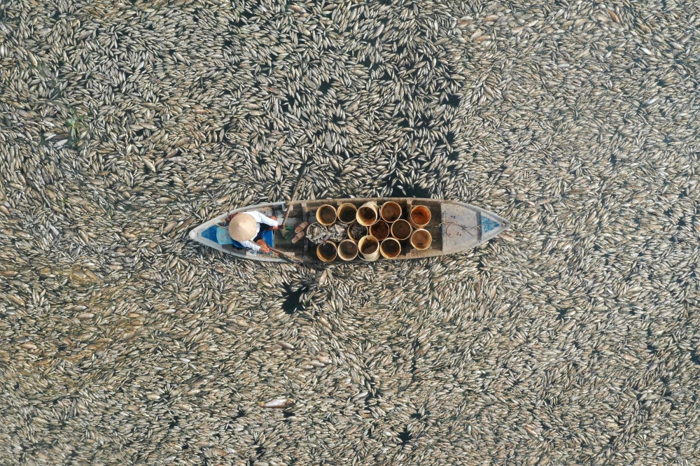 This aerial photo shows a fisherman collecting dead fish caused by renovation works and the ongoing hot weather conditions from a reservoir in southern Vietnam's Dong Nai province on April 30, 2024. (Photo by AFP)
