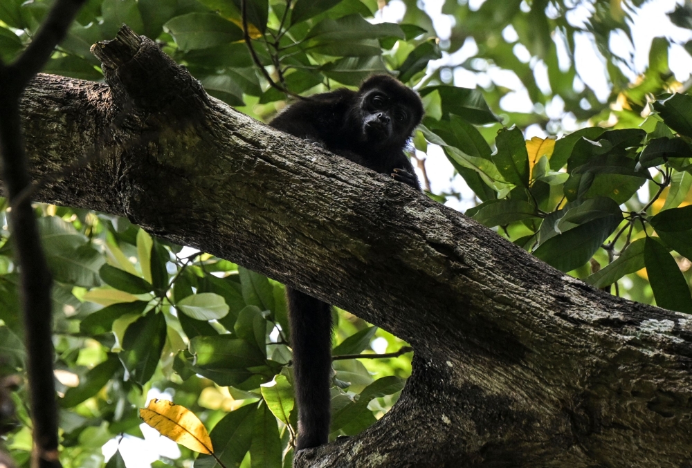 A wild howler monkey (Alouatta pigra) is seen in the branches of a tree in Comalcalco, Tabasco State, Mexico, on May 20, 2024. (Photo by Yuri Cortez / AFP)