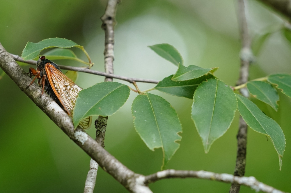 A cicada from brood XIX is seen on a tree in Angelville, Georgia on May 23, 2024. This year's event involves the 13-year Brood XIX, currently emerging in the Carolinas, followed by the 17-year Brood XIII in the Midwest. There could be a small area of overlap in central Illinois. Photo by Elijah Nouvelage / AFP.