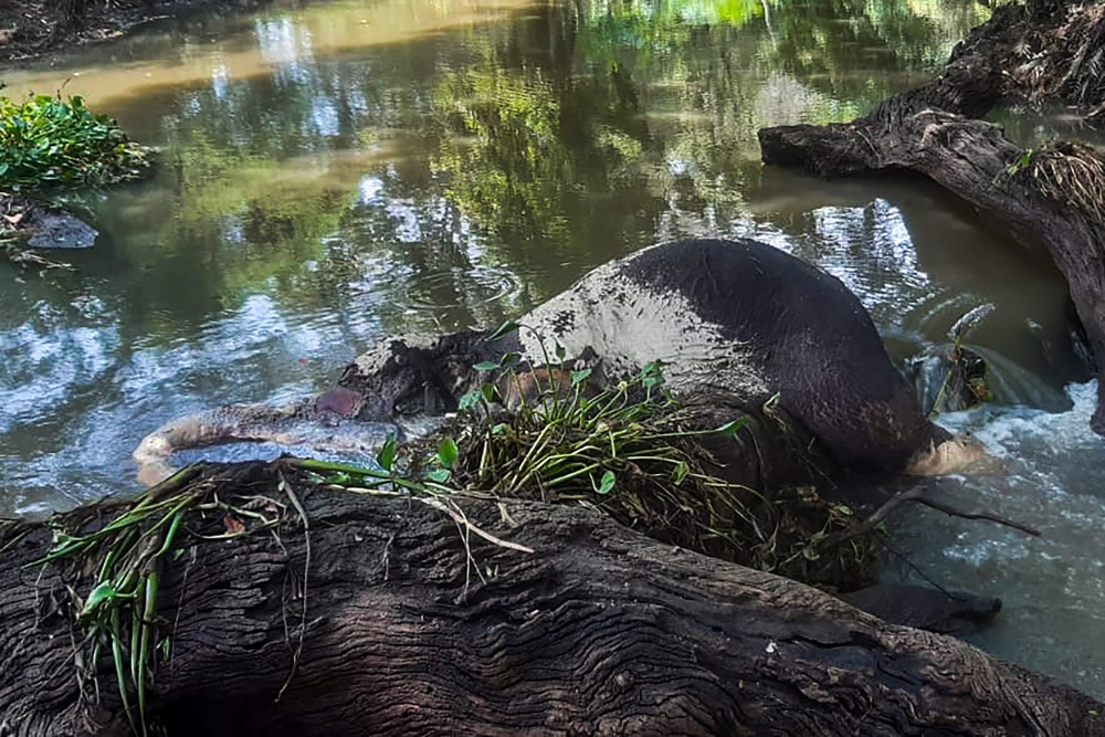 A carcass of a wild elephant, believed to have drowned following the onset of the South-West monsoon in Dimbulagala, 250 kilometres (156 miles) north-east of Colombo on May 26, 2024. Photo by AFP