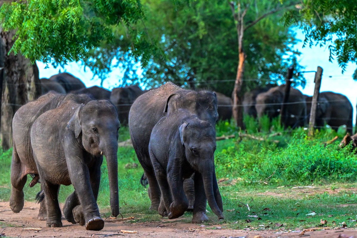 Baby elephants pictured at a Elephant transit home in Udawalawa on June 16, 2024. Photo by Ishara S.Kodikara / AFP.
