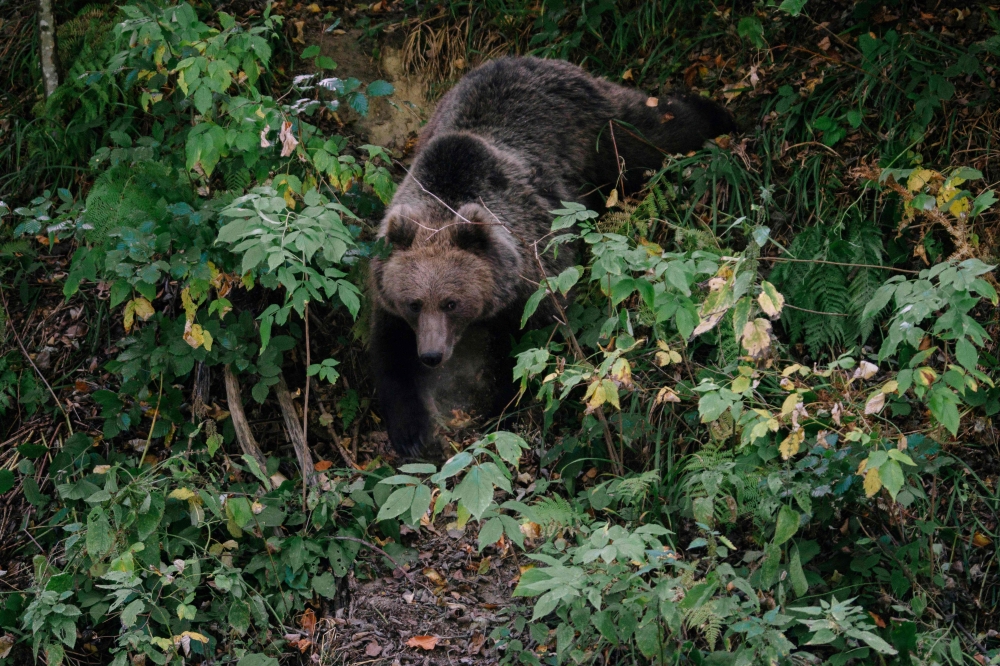 (Files) A bear descends towards a road to pick up food thrown by a truck driver, on September 29, 2023, in Covasna, Romania. (Photo by Andrei Pungovschi / AFP)