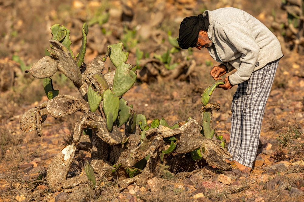 A man inspects prickly pear cacti in the Sidi Ifni region along central Morocco's Atlantic coast on June 29, 2024. (Photo by Fadel Senna / AFP)