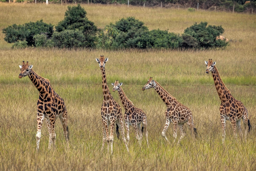 A herd of giraffes moves together during a translocation exercise for wild giraffes in a farm near Eldoret, on June 24, 2024. (Photo by Luis Tato / AFP)