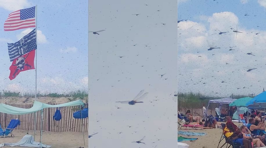 A huge swarm of dragonflies descended on a beach in Westerly, Rhode Island, on July 27, 2024. (Jennifer Serenson/Storyful via Washington Post)