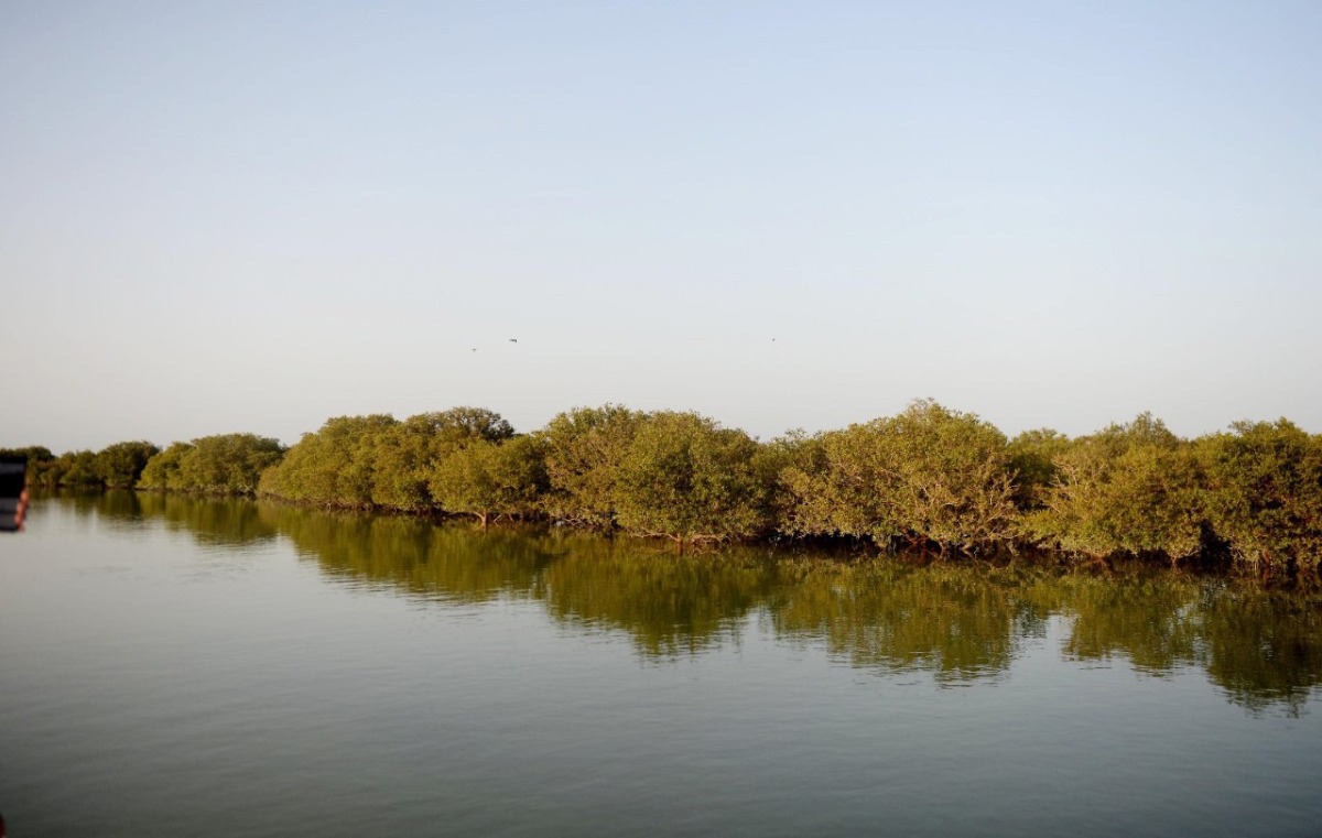 A view of mangrove trees.