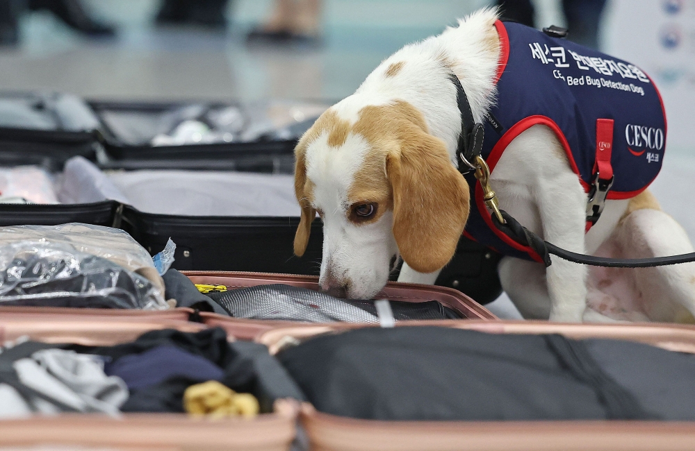 This photo taken on August 8, 2024 shows a sniffer dog from hygiene services company CESCO taking part in a demonstration of bed bug detection in passengers' luggage at Incheon International Airport's Terminal 2 in Incheon. (Photo by YONHAP / AFP)
