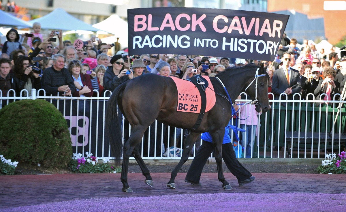 Strapper Donna Fisher parades Australian thoroughbred racehorse Black Caviar in the mounting yard for the last time during her farewell at Caulfield Racecourse in Melbourne on April 20, 2013. (Photo by PAUL CROCK / AFP)