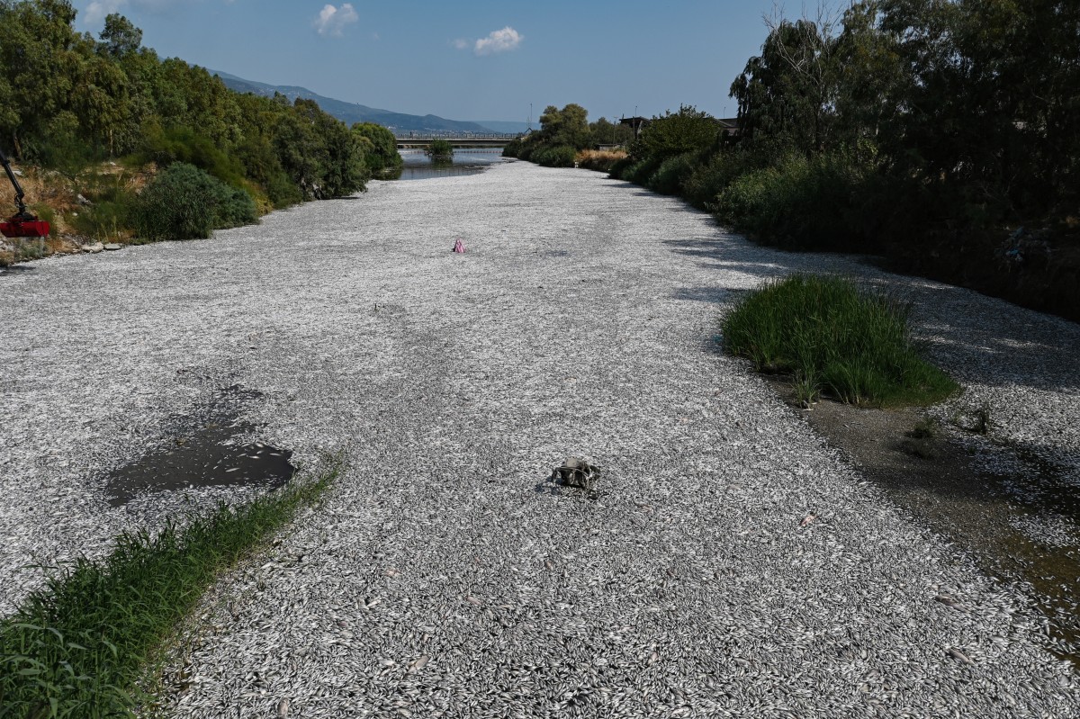 A general view shows dead fish fish floating in the Xiria River near Volos, central Greece, on August 28, 2024. Photo by Sakis MITROLIDIS / AFP.