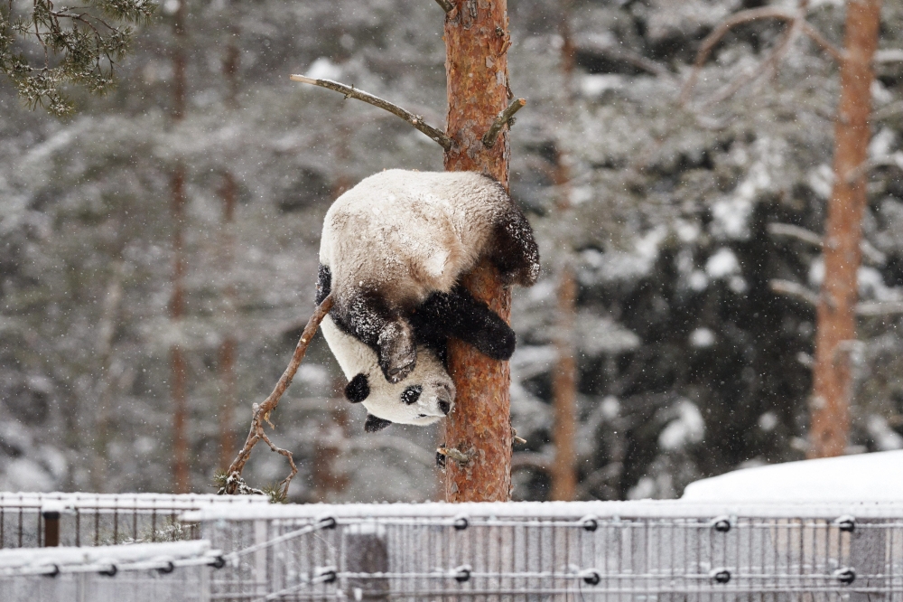 Female panda Lumi hangs upside down on a tree as she plays during snowfall in her enclosure during the opening day of the Ahtari Zoo Snowpanda Resort in Ahtari, Finland on February 17, 2018. Photo by Roni Rekomaa / Lehtikuva / AFP