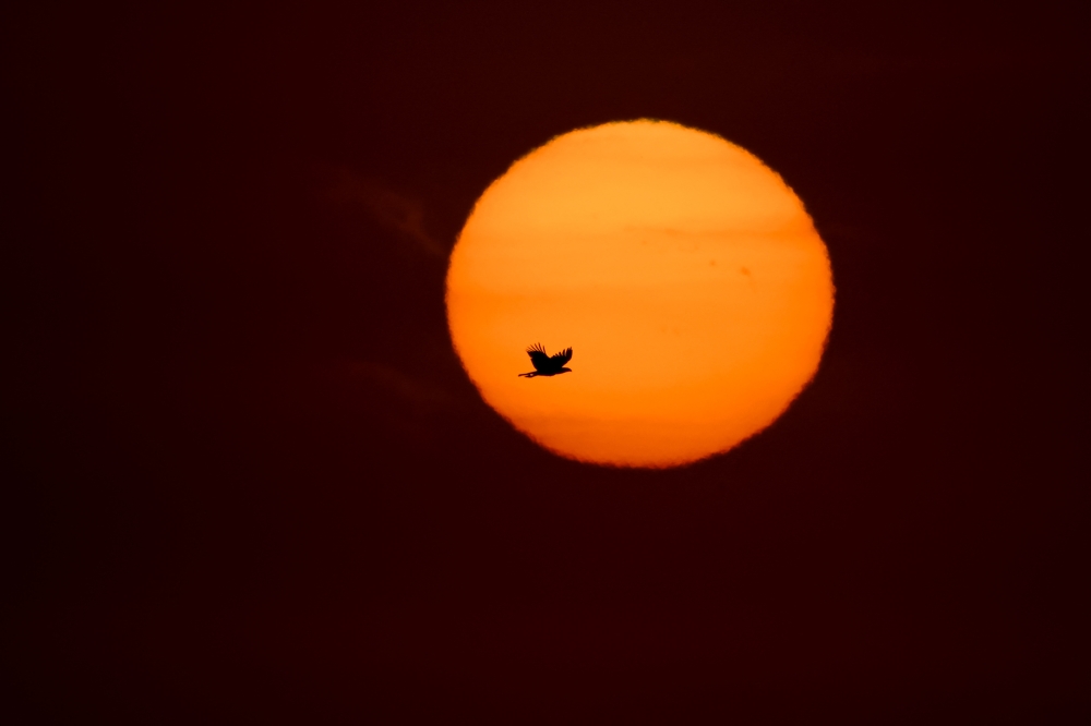 A bird is photographed flying at dawn with the sun in the background in Buenos Aires, on October 1, 2024. (Photo by Luis Robayo / AFP)