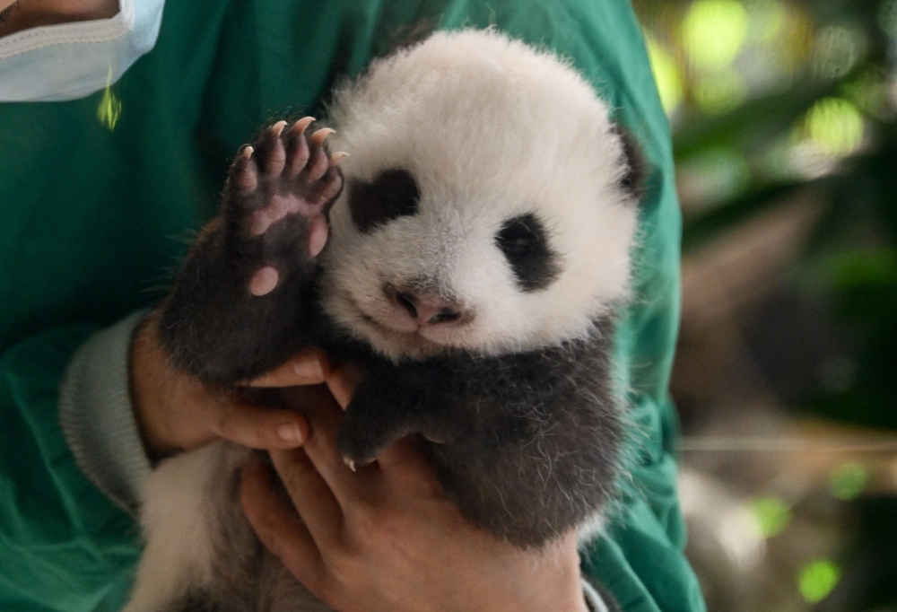 A zookeeper holds a young still unnamed Panda cub during a media presentation of one of the Panda twins that were born on August 22, at the zoo in Berlin on October 15, 2024. (Photo by Tobias SCHWARZ / AFP) 
