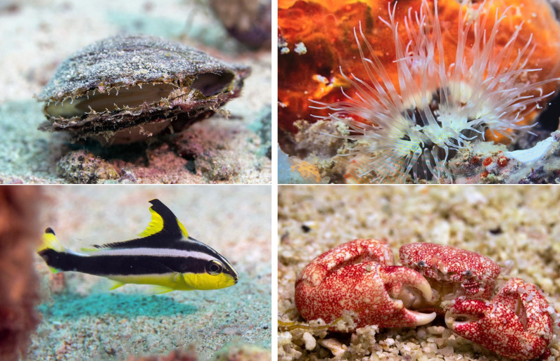 Umm Al Sheif is a rich habitat for pearl oysters and marine life / MoECC