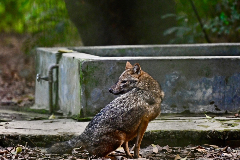 A jackal rests at the zoo in Dhaka on December 12, 2024. (Photo by Munir Uz Zaman / AFP)
 