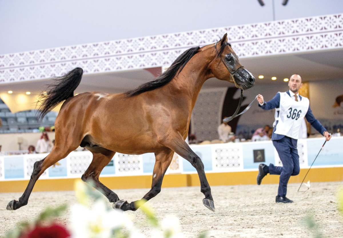 The 4th Doha International Arabian Horse Show will see the participation of 300 horses from Qatar, Saudi Arabia, Bahrain, Kuwait and the UAE.
