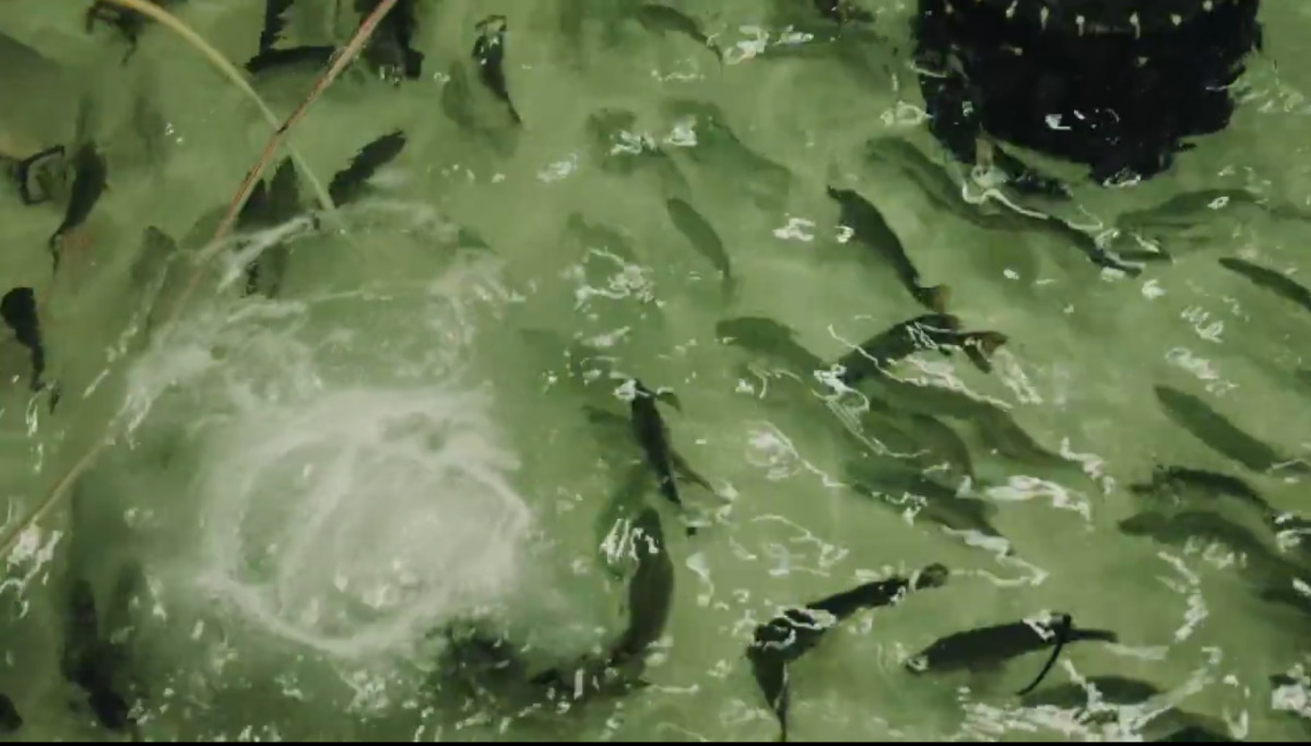 Screen grab of the fish released by the Research Center.