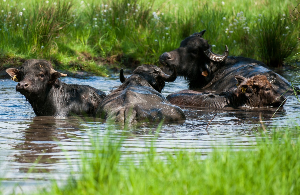 In this file photo taken on April 29, 2014 water buffalos stand in water on the Pfaueninsel (Peacock Island), a river island in the river Havel, in Berlin. Photo by HAUKE-CHRISTIAN DITTRICH / DPA / AFP

