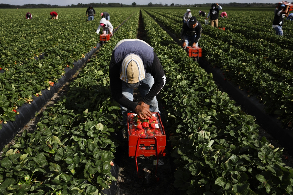 Workers pick strawberries at a farm in Florida. (Photo by Eve Edelheit/Bloomberg)
