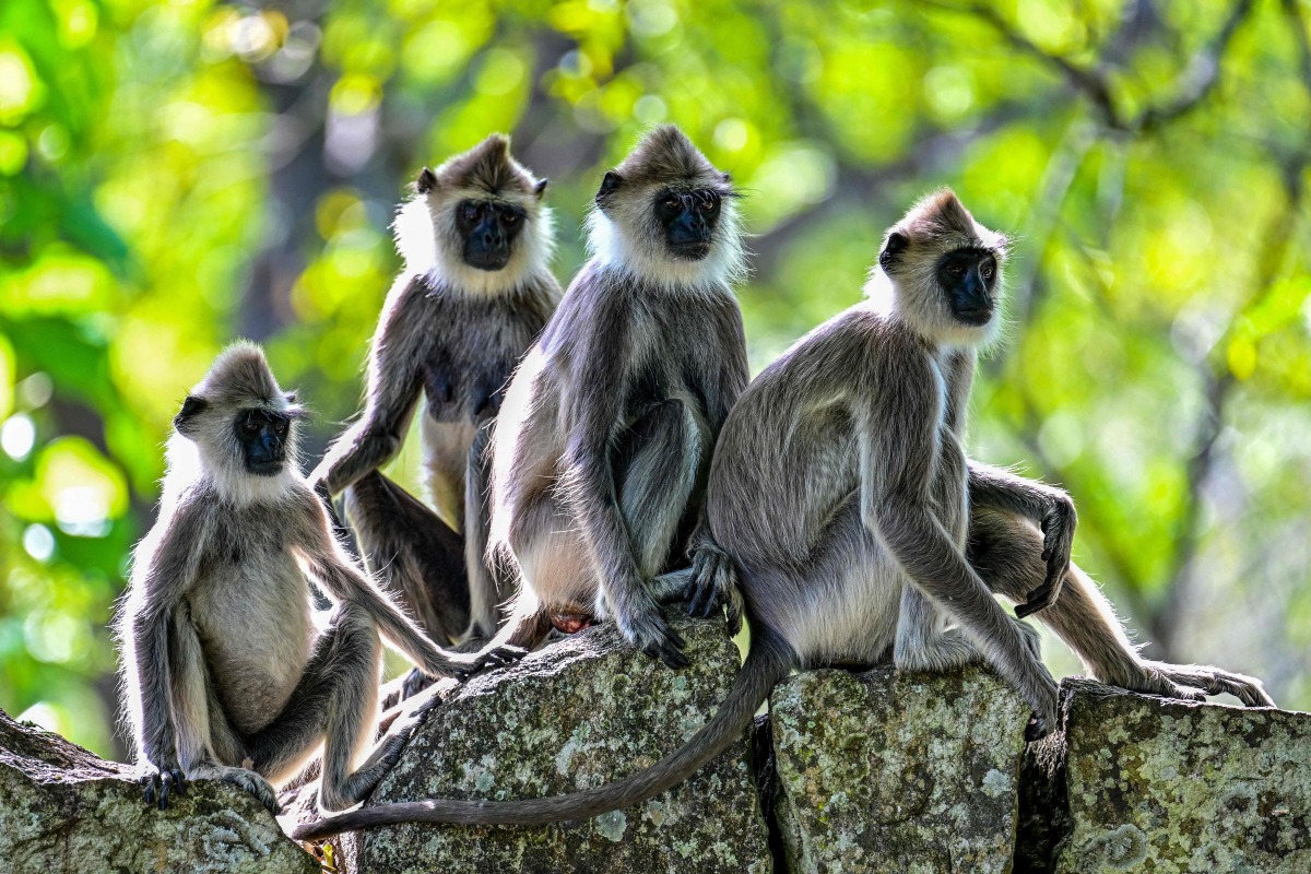 Monkeys are pictured in an enclosure outside the Mihintale temple at Mihintale village, in Anuradhapura on March 14, 2025. (Photo by Ishara S. KODIKARA / AFP)
