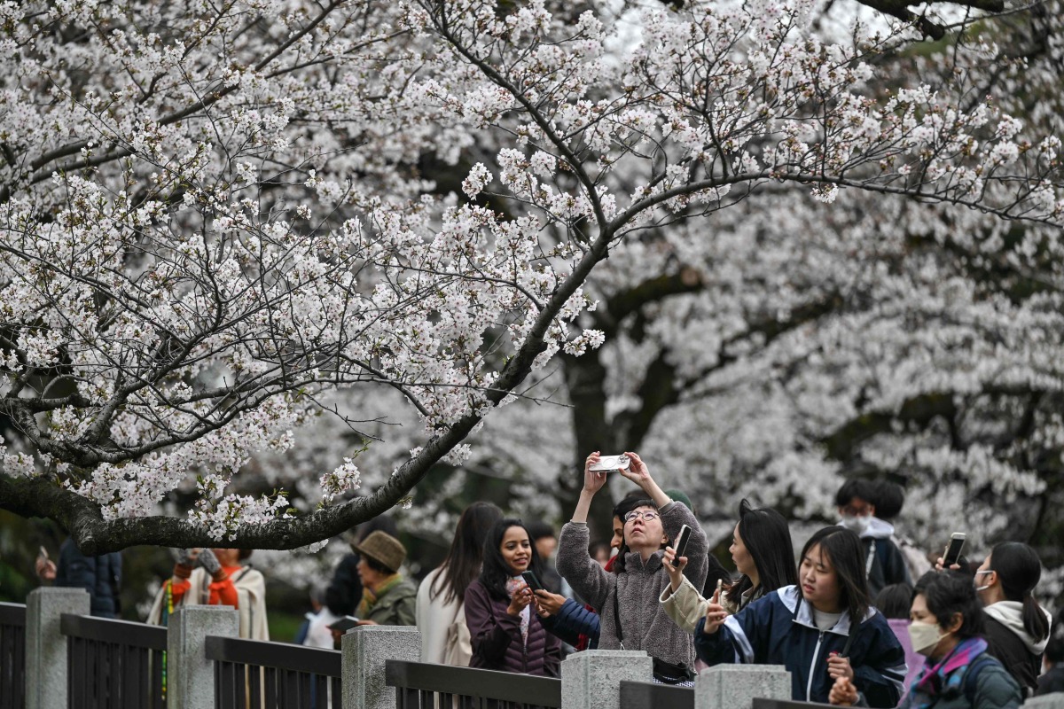 People take photos of cherry blossoms by Kudanzaka Park as the blossom viewing season begins in full in central Tokyo on March 31, 2025. (Photo by Richard A. Brooks / AFP)