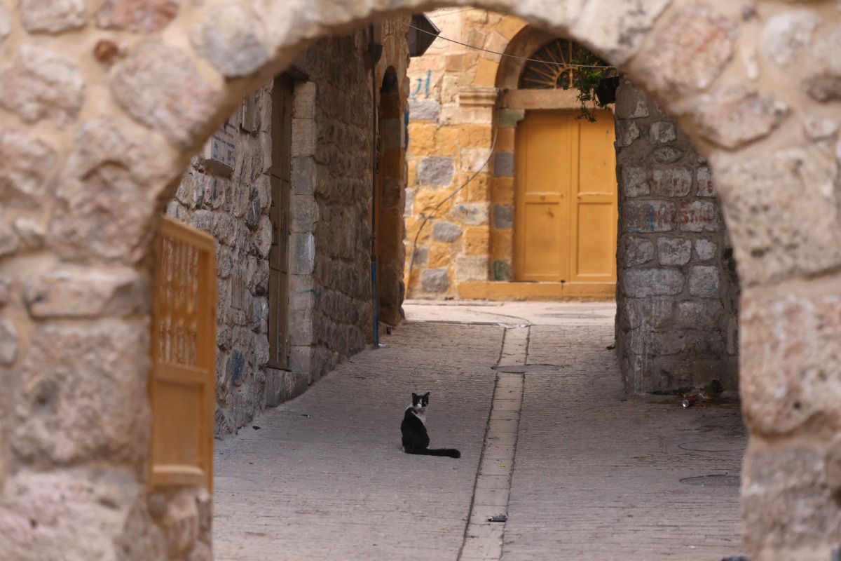 A cat sits in the middle of a street during a general strike demanding an end to the Gaza war, in the old city of Hebron in the Israeli occupied West Bank on April 7, 2025. Photo by HAZEM BADER / AFP.