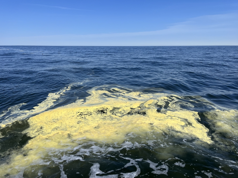 An accumulation of pollen in the Chesapeake Bay. Photo by Morgan Jones/Chesapeake Bay Foundation
