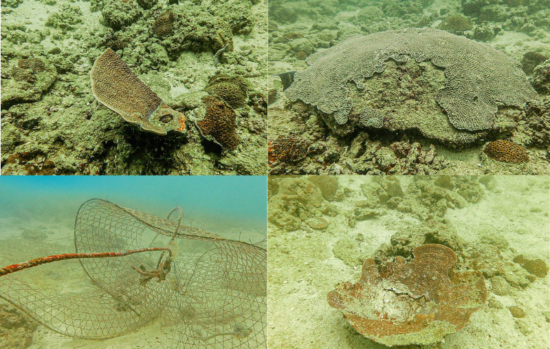 Despite some damage to a number of coral reefs due to improper human practices, the overall results of inspection showed the stability of wildlife and its components.
