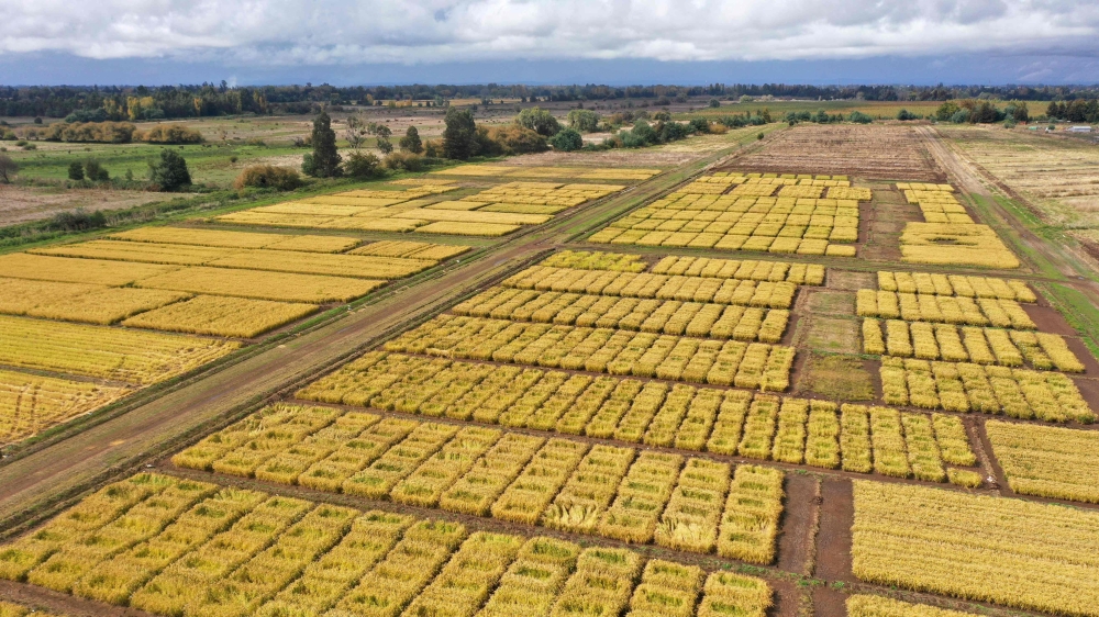Aerial view of the INIA (Agricultural Research Institute) experimental rice crops in San Carlos, Chile, on April 10, 2025. (Photo by Raul Bravo / AFP)
