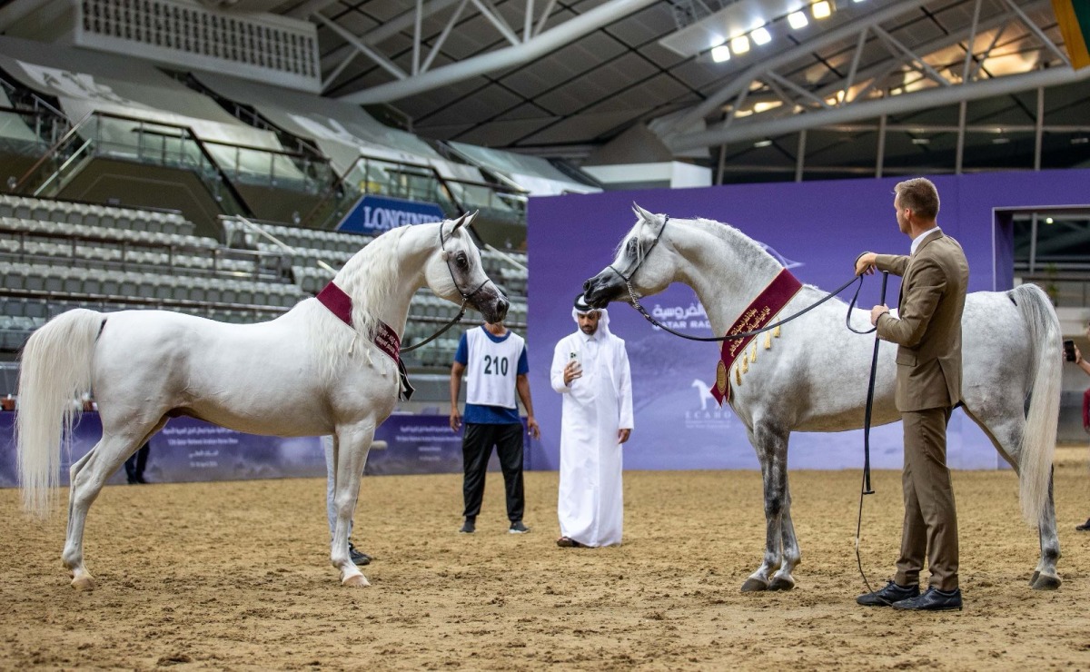 The 13th Qatar National Arabian Horse Show for Individual Owners kicks off today. 