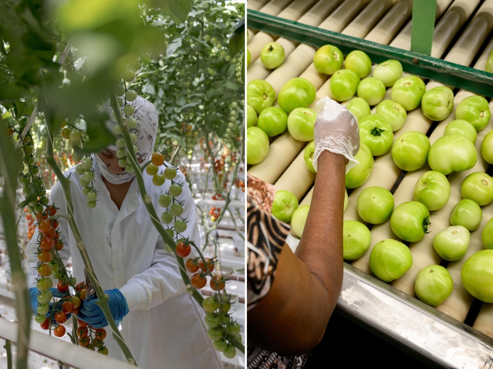 Cherry tomatoes at the NatureSweet production facility in Bonita, Arizona, and round tomatoes at the DiMare Ruskin plant in Apollo Beach, Florida. (Photos by Anna Watts for The Washington Post and Thomas Simonetti for The Washington Post)