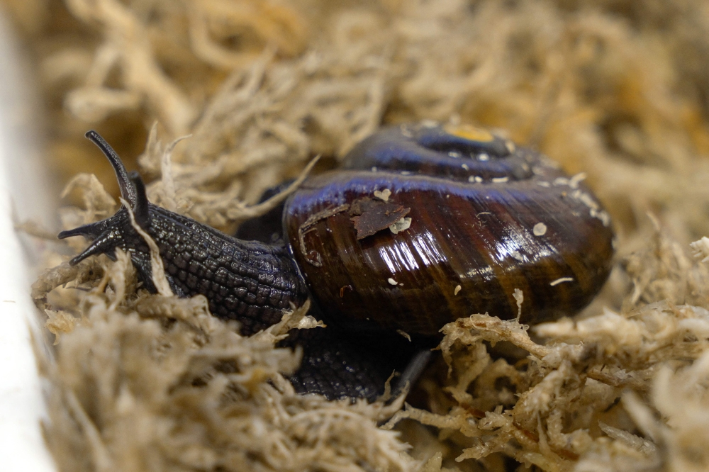 This handout picture taken on September 18, 2024 and released by the New Zealand Department of Conservation on May 8, 2025 shows a Mount Augustus snail laying an egg through its neck in Hokitika, New Zealand. (Photo by Lisa Flanagan / New Zealand Department of Conservation / AFP) 