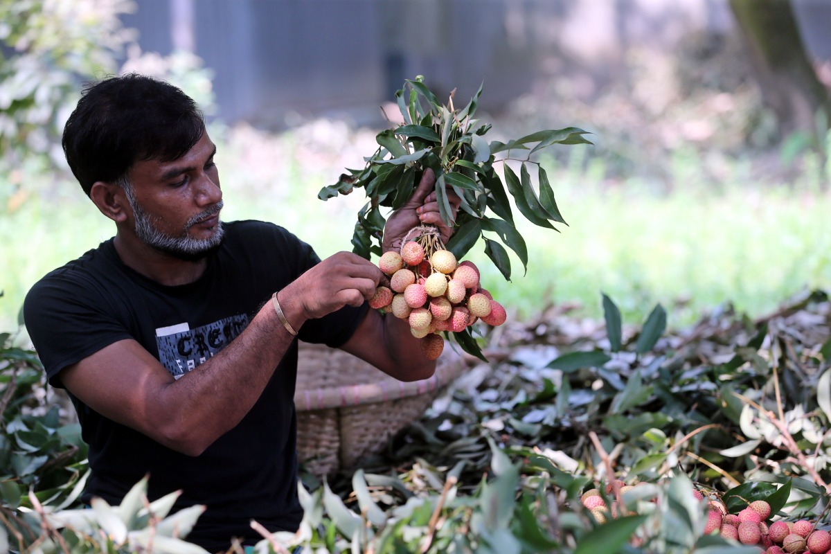 A farmer makes bundles of ripe lychees at a lychee garden in Narayanganj, Bangladesh on May 14, 2025. (Photo by Habibur Rahman/Xinhua)
