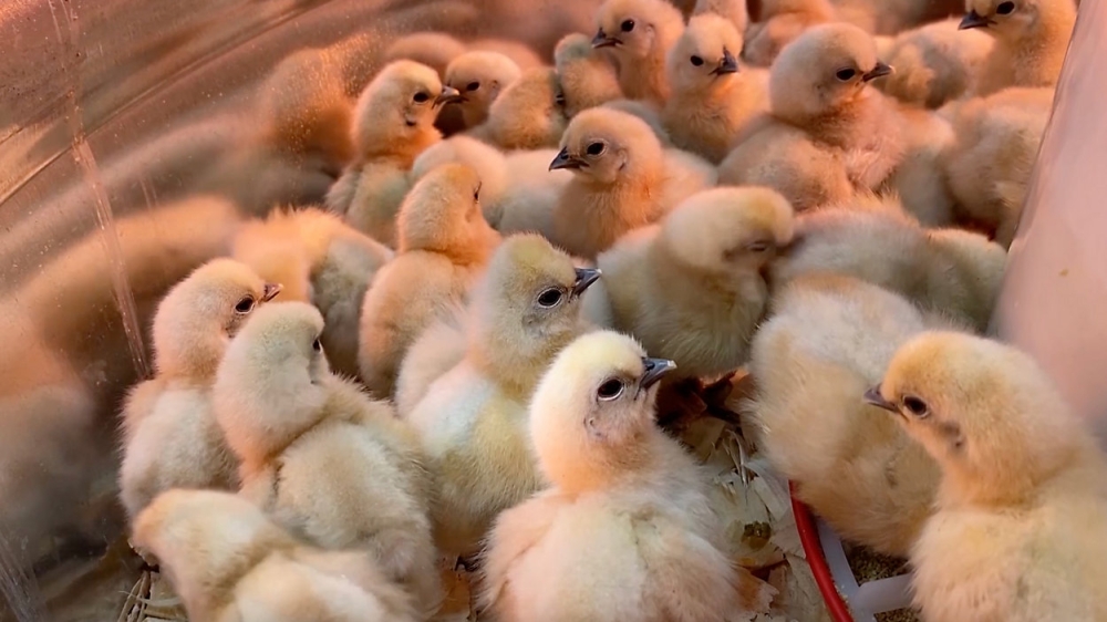 Some of thousands of chicks that survived more than three days after being abandoned in a US Postal Service truck without food or water as temperatures climbed into the mid-80s. (Photo by First State Animal Center and SPCA)
