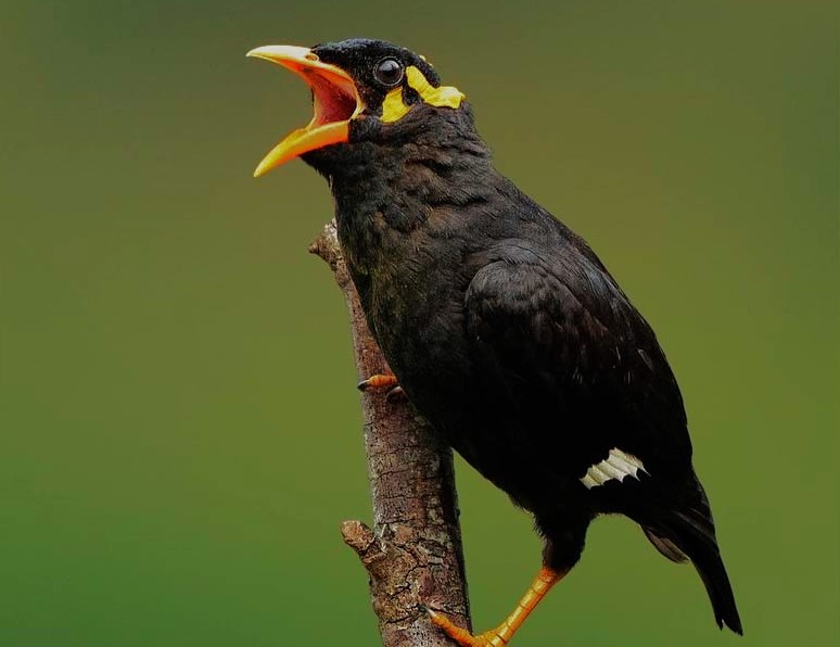 5,936 invasive mynah birds were captured in the first four months of 2025, compared to 2,791 birds in the same period in 2024.