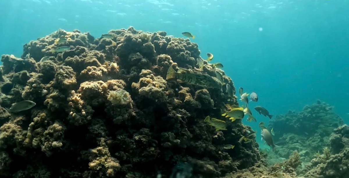 The ministry conducted a survey of Haalat Al-Aseeri area.