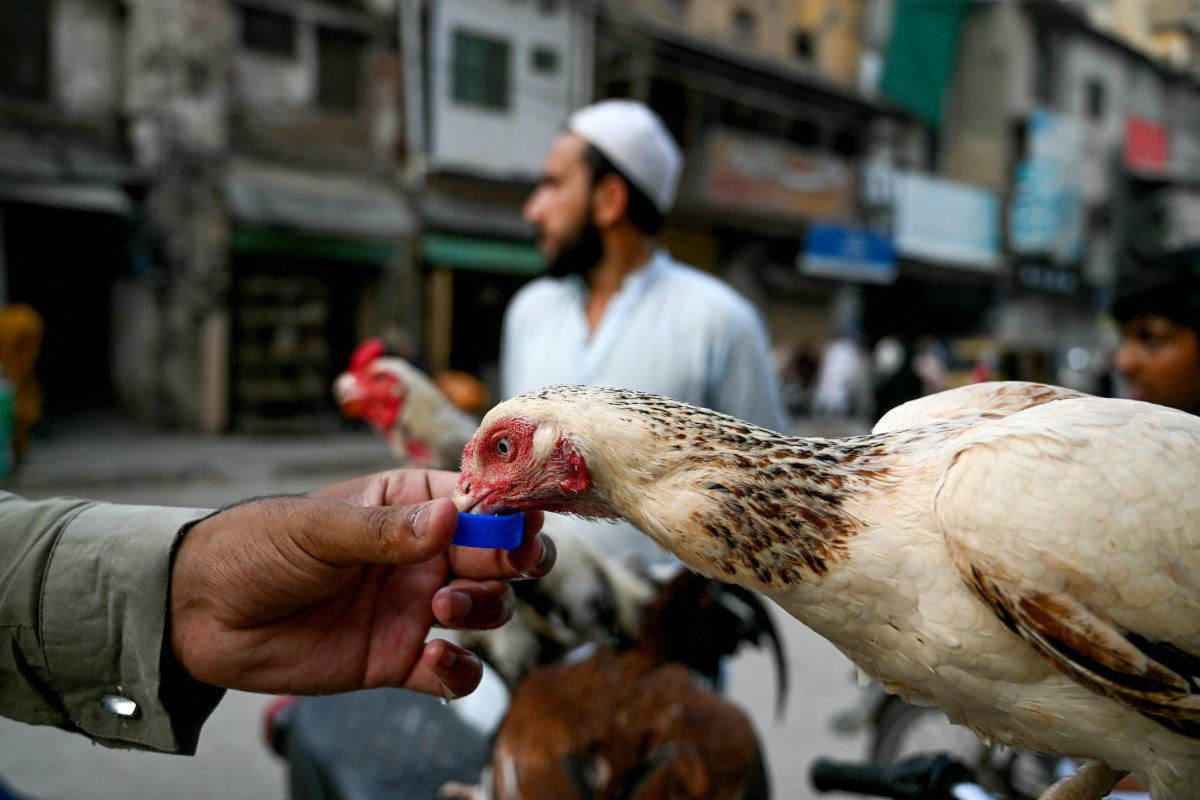 A man pours water for a chicken on a hot summer day in Rawalpindi on May 23, 2025. (Photo by Farooq Naeem / AFP)